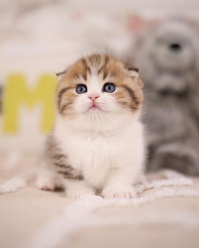 Adoption Application