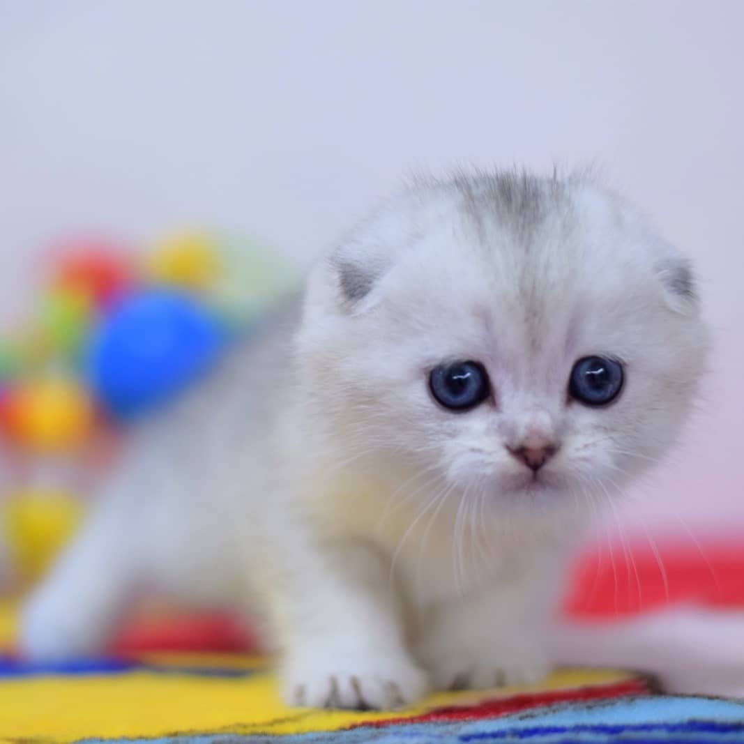 Cocker Scottish Fold kitten photo 1