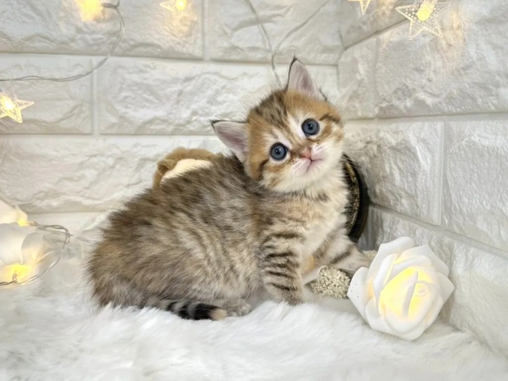 Daisy Minuet kitten photo 1