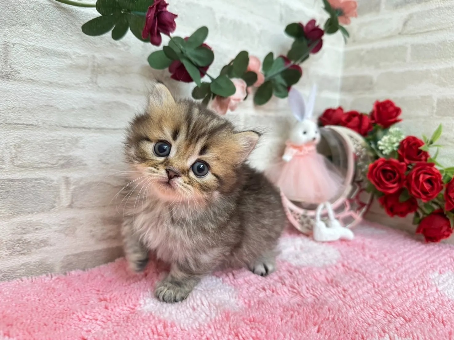 Leo Minuet kitten photo 1