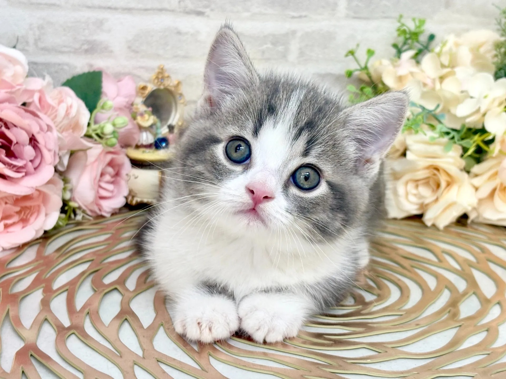 British Shorthair kitten