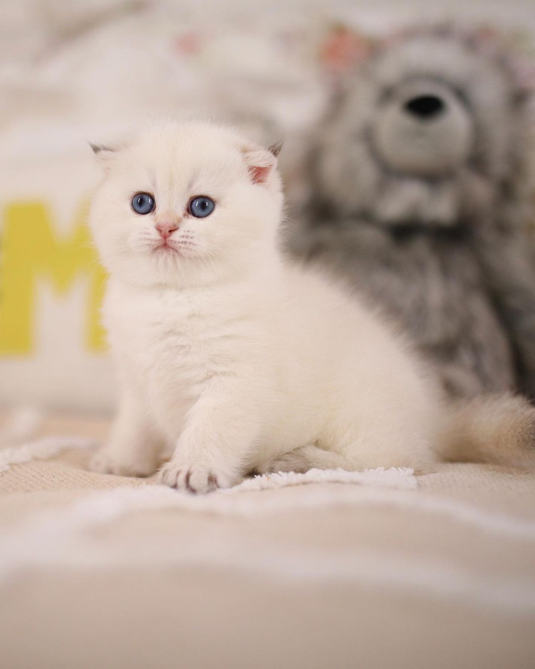 Munchkin kitten
