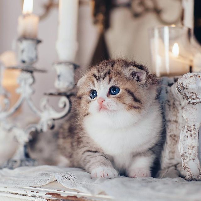 Kitten from Scottish Fold Kittens Cattery
