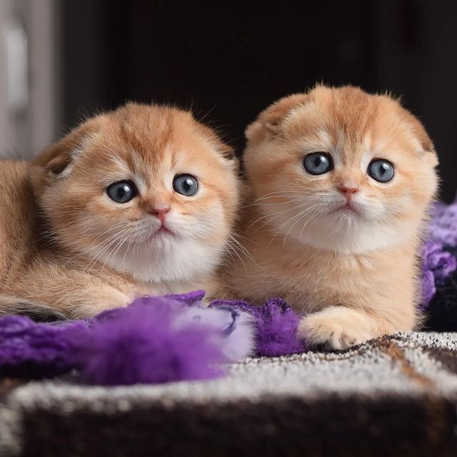 Scottish Fold kitten raised by Scottish Fold Kittens Cattery