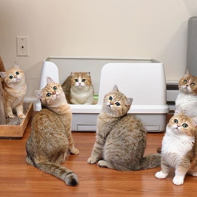 Scottish Fold Kitten Cattery