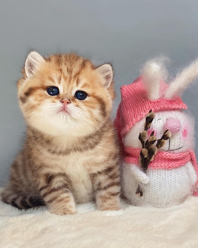 Baby Girl British Shorthair Golden tabby kitten
