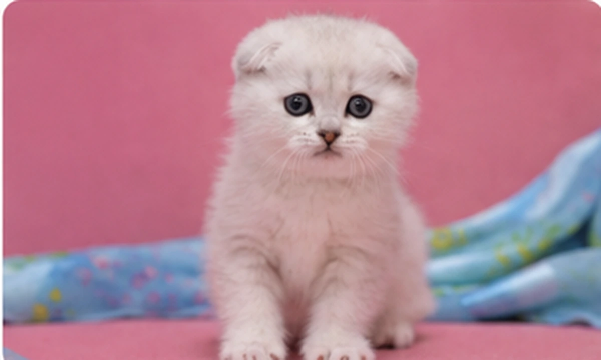 Bateau Scottish Fold Black silver ticked kitten