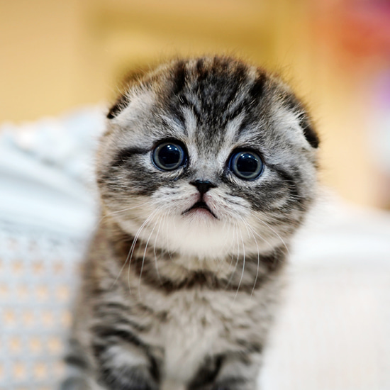 Bear Scottish Fold kitten
