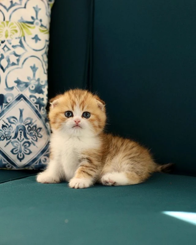 Buzz~Buzz Munchkin Black gold bicolor tabby kitten