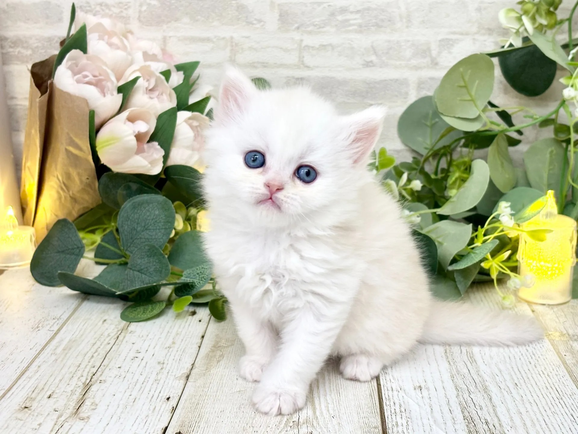 Casper Minuet kitten