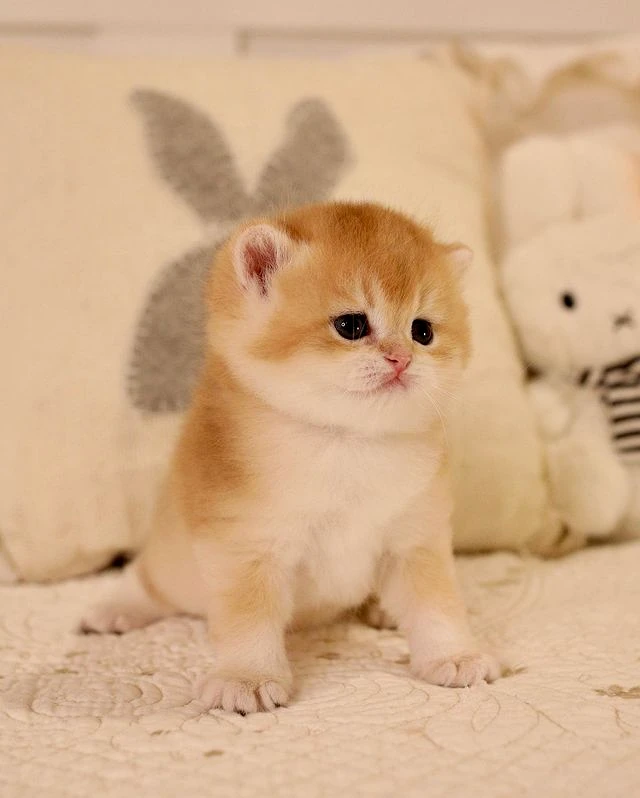 Clover British Shorthair Gold ticked kitten