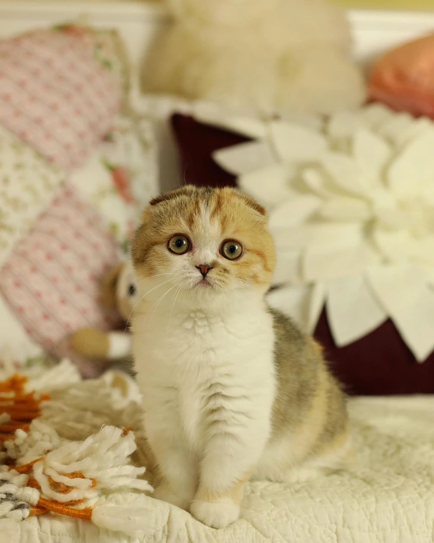 Coco Munchkin Black gold bicolor tabby kitten