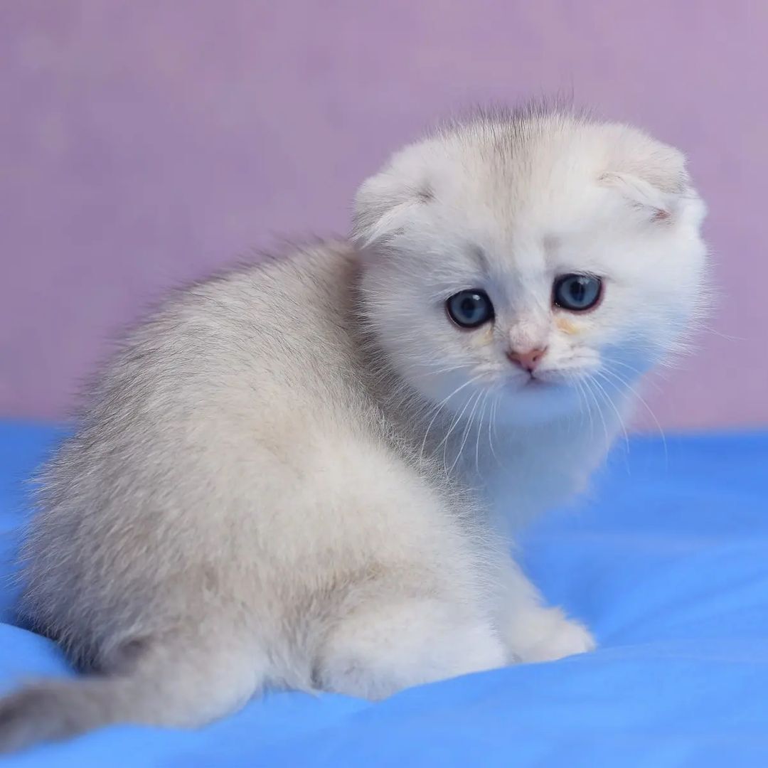Dixie Scottish Fold kitten