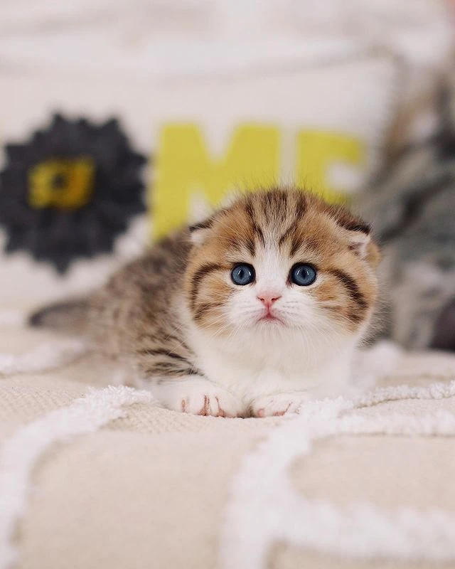 Elsa Munchkin Black gold bicolor tabby kitten