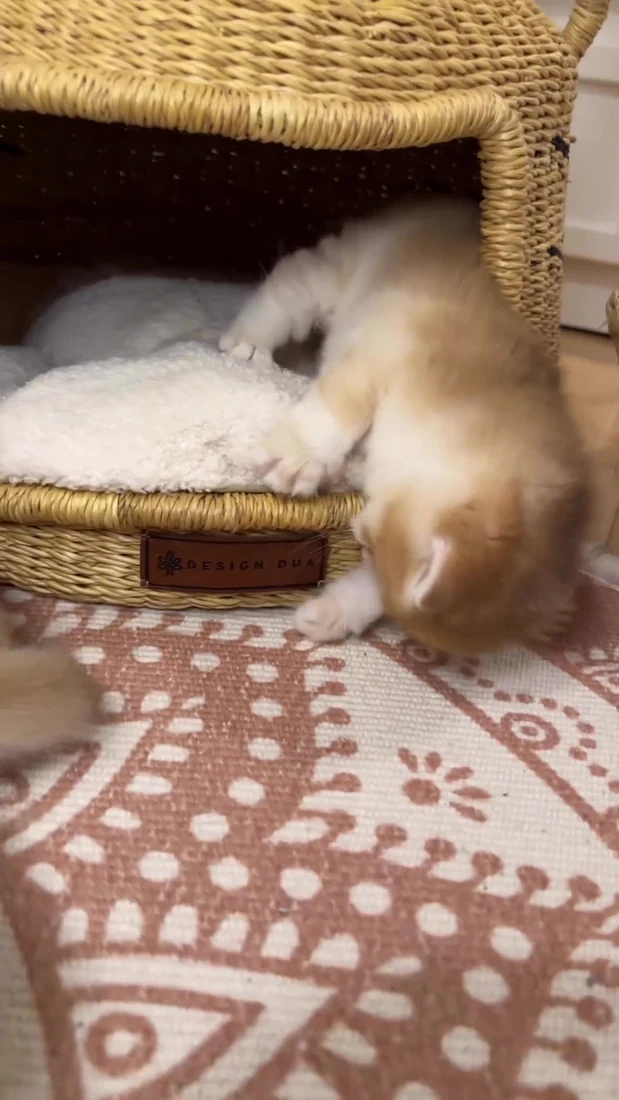 Emmanuel British Shorthair Gold ticked kitten