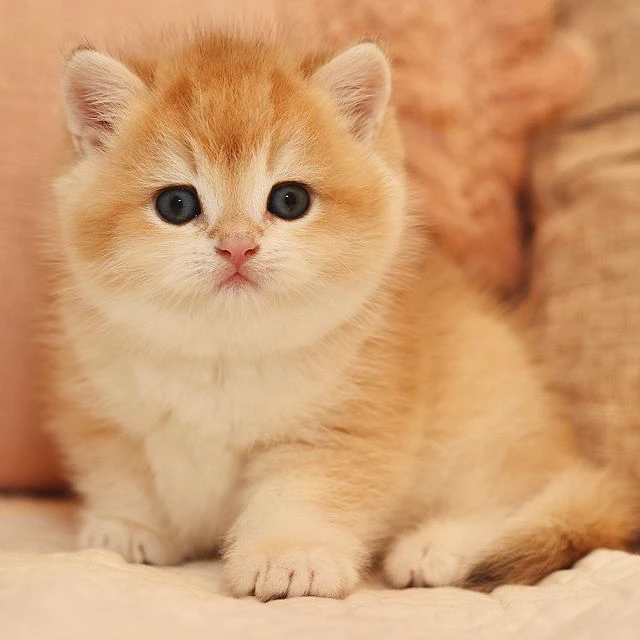 Figgy British Shorthair Gold ticked kitten