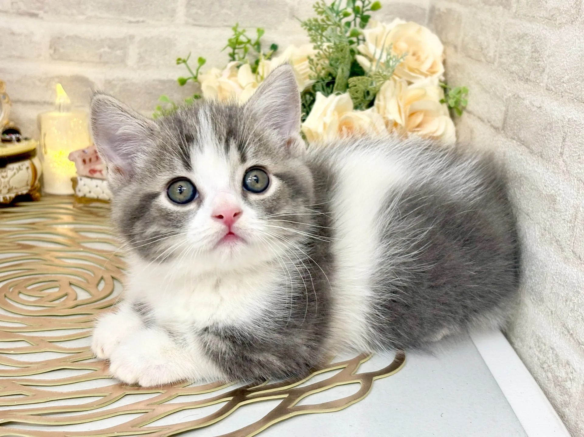 Finn Munchkin kitten