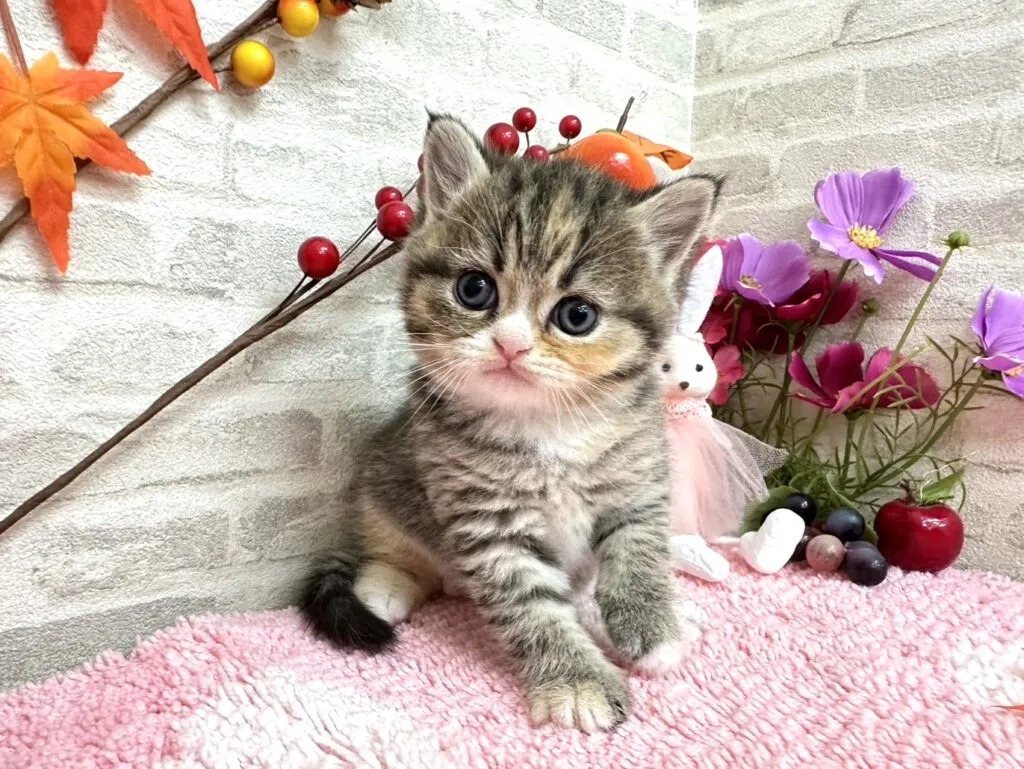 Hazel Minuet kitten