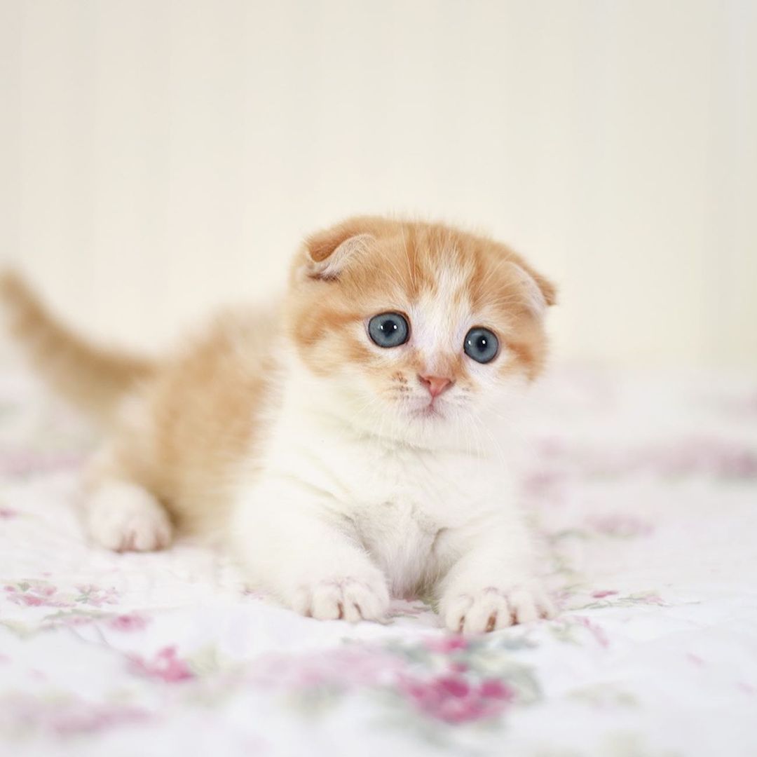 Hooby Scottish Fold Gold ticked kitten