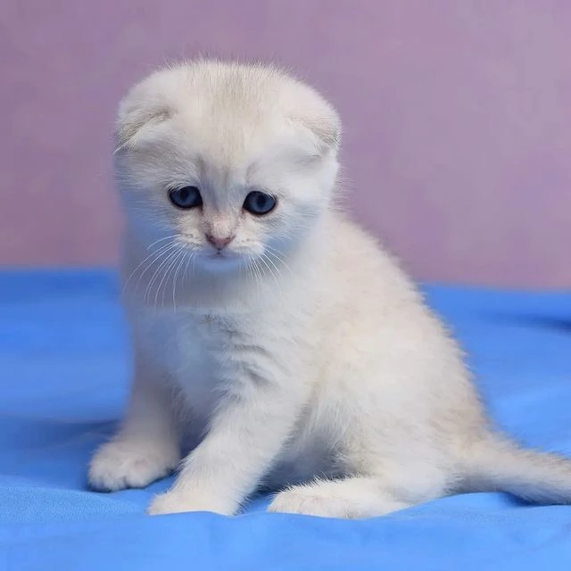 Jelly Scottish Fold kitten