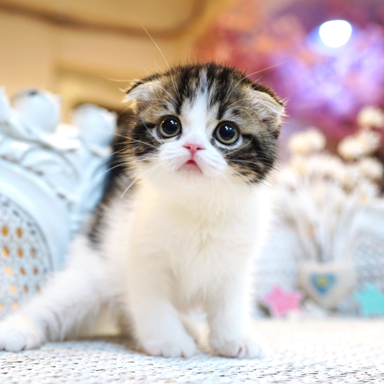 Kiss Scottish Fold kitten