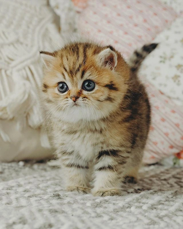 Kuzi British Shorthair Chocolate tabby kitten