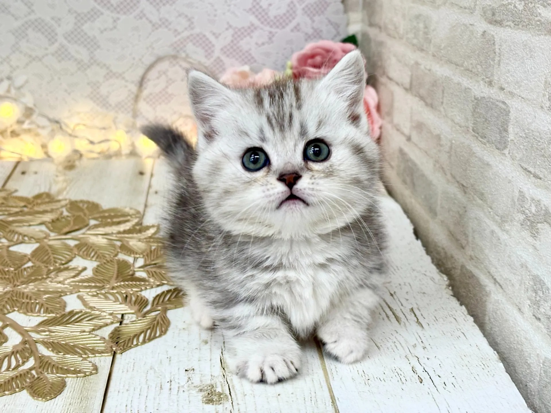 Luna Munchkin kitten