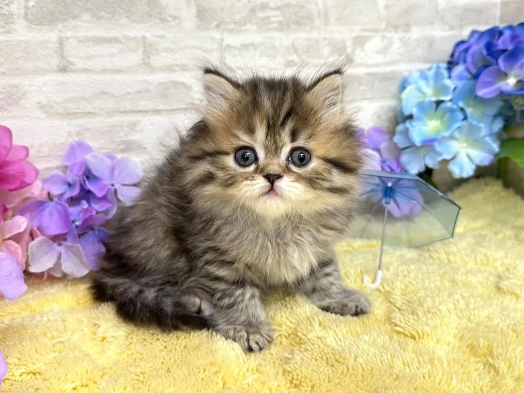 Maple Minuet kitten