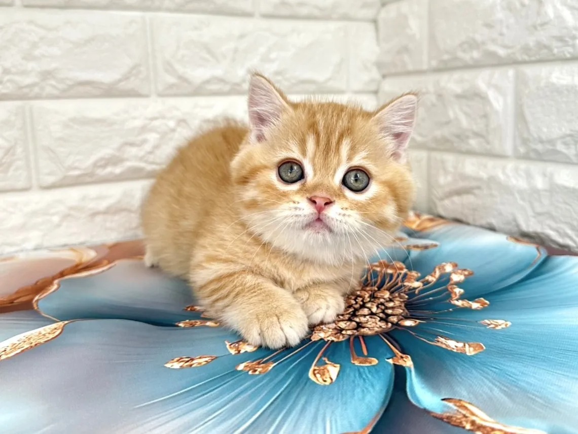 Milo Minuet kitten