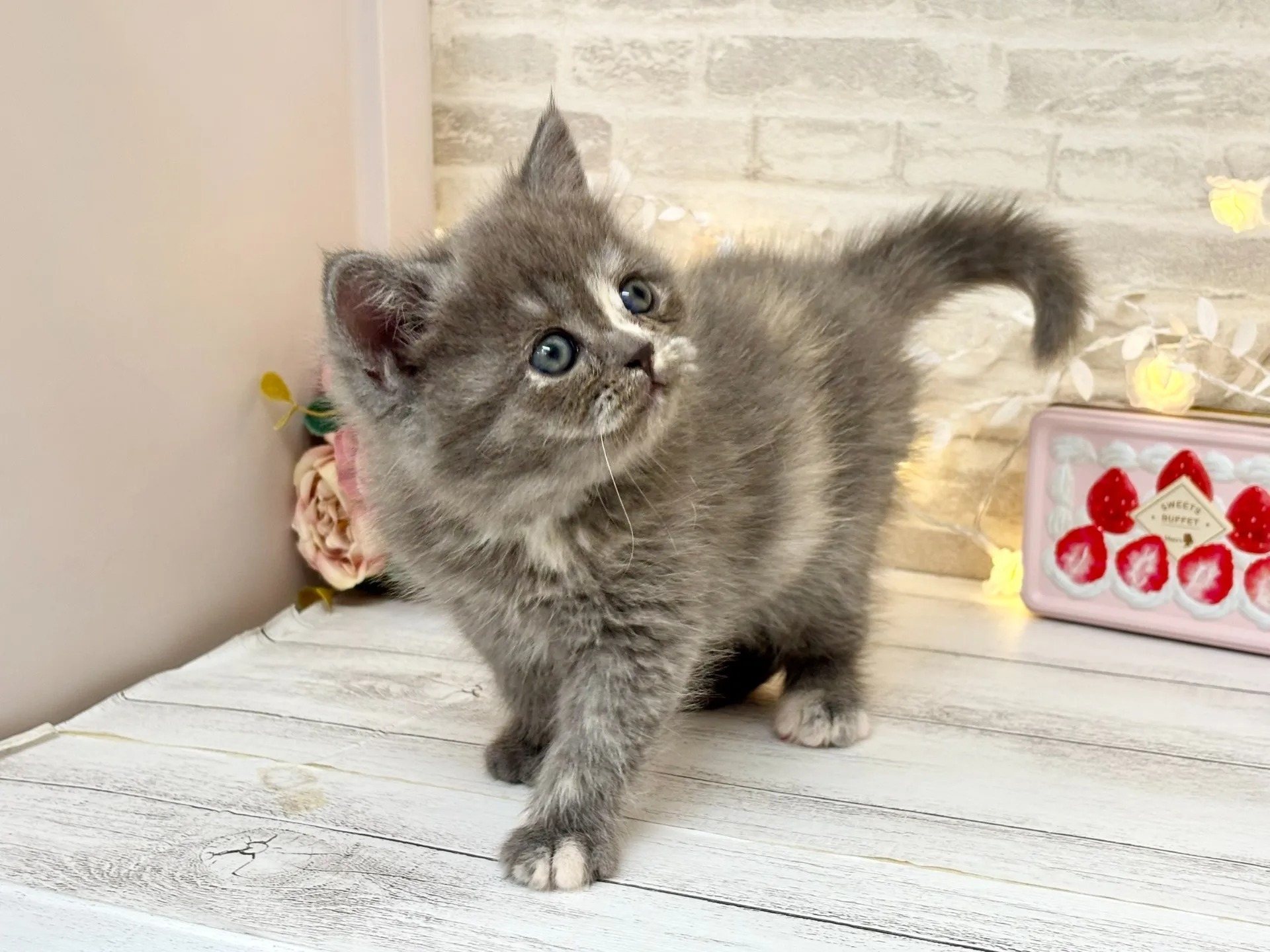 Misty Minuet kitten