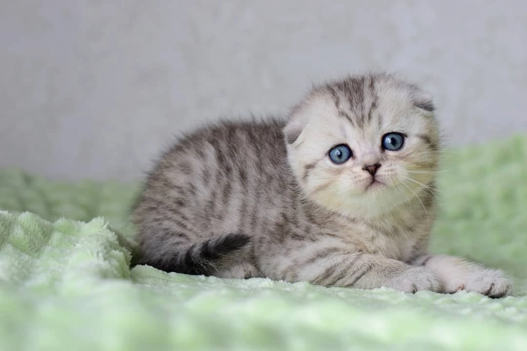 Noah Scottish Fold kitten