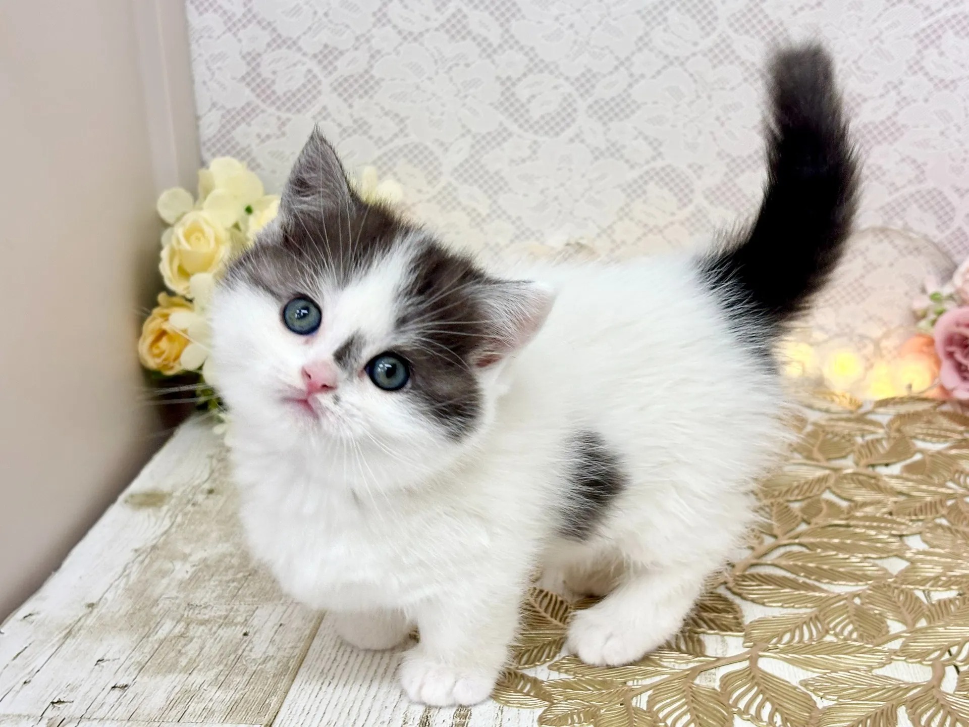 Poppy Munchkin kitten