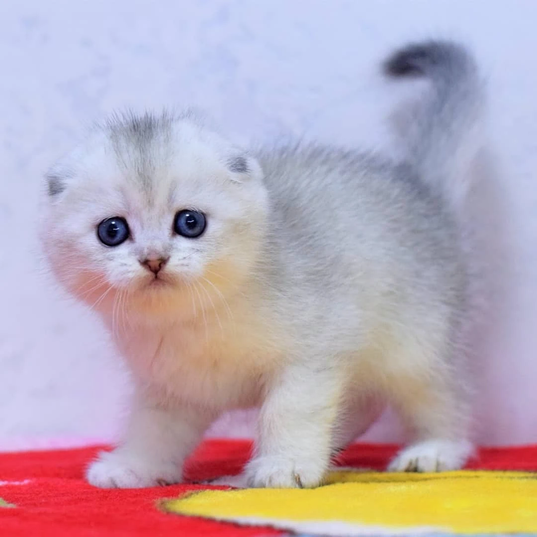 Roy Scottish Fold kitten