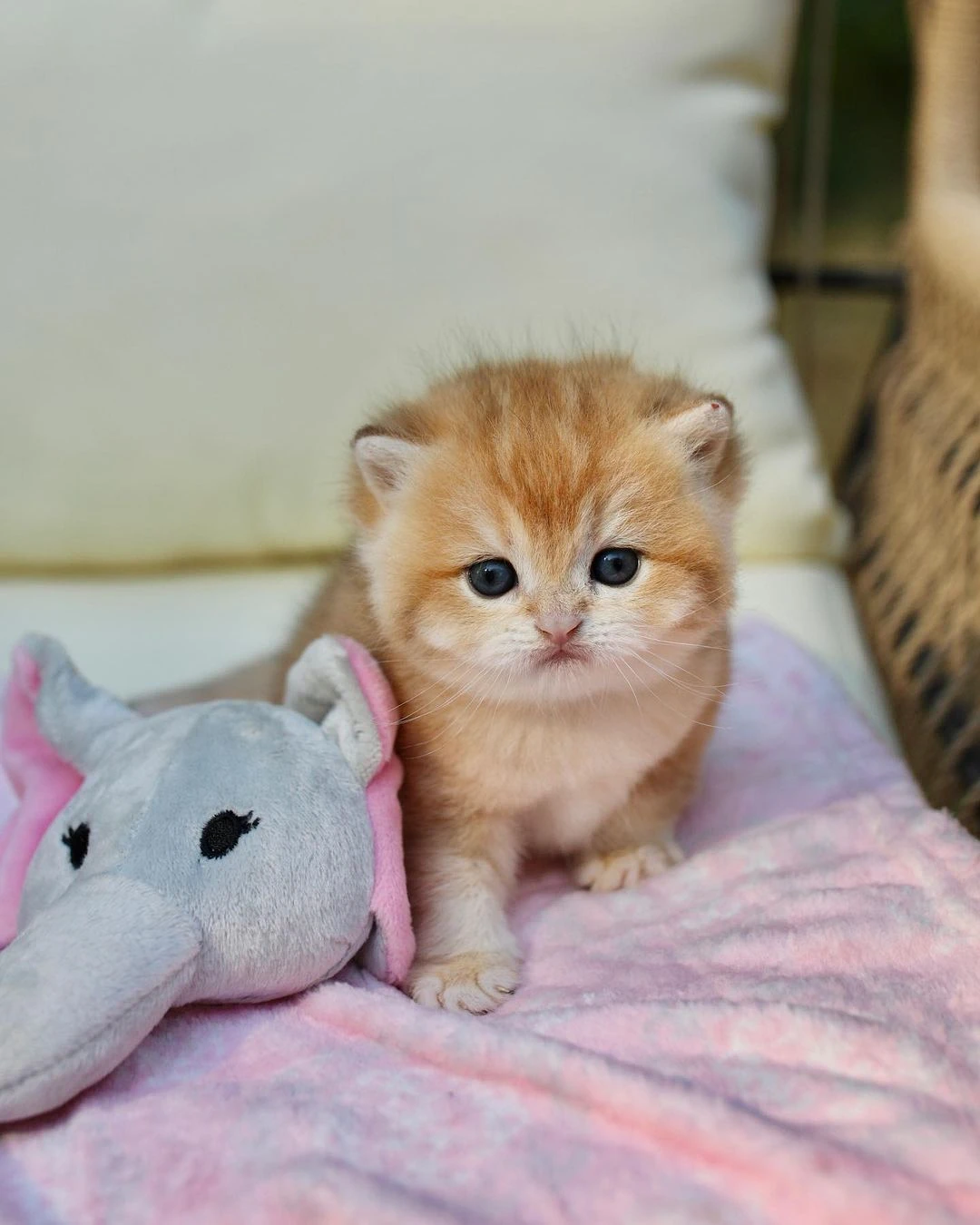 Tanky British Shorthair kitten