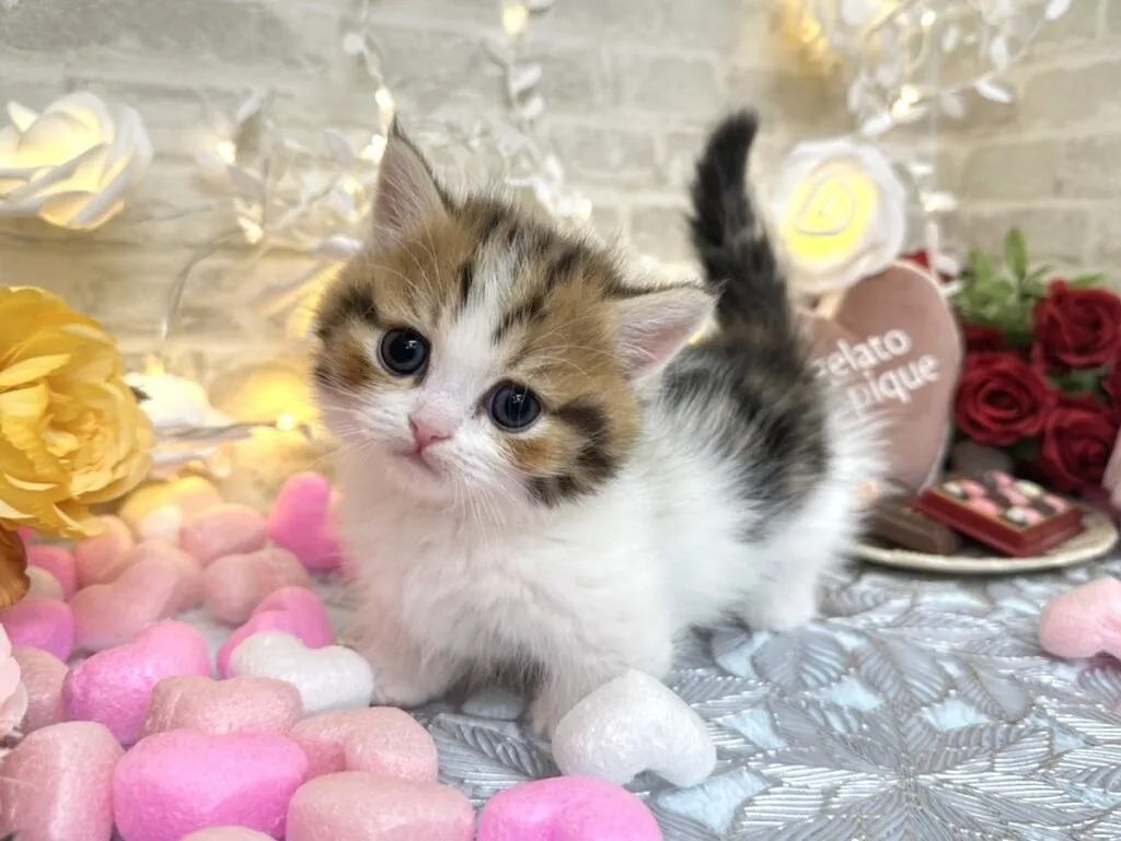 Teddy Minuet kitten