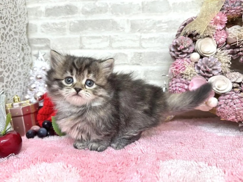 Willow Minuet kitten