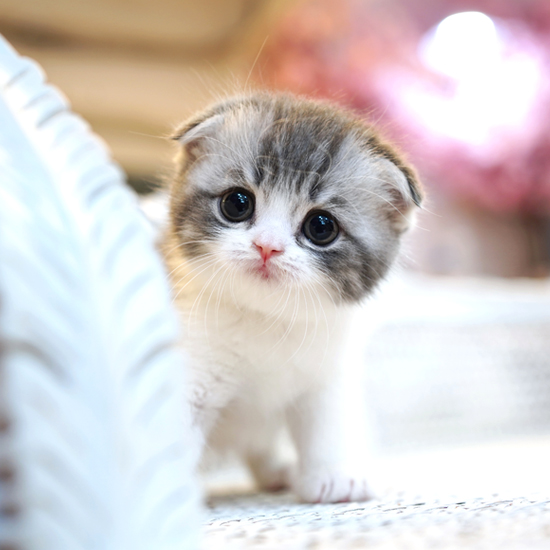 Yuno Scottish Fold kitten