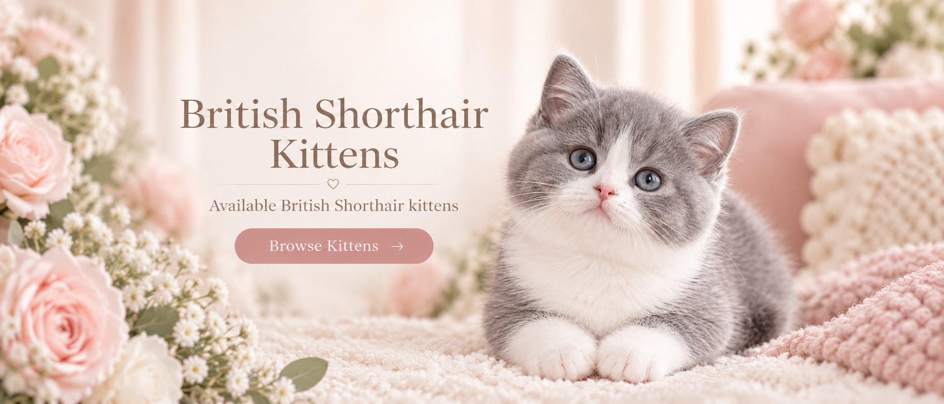 British Shorthair Kittens for Sale